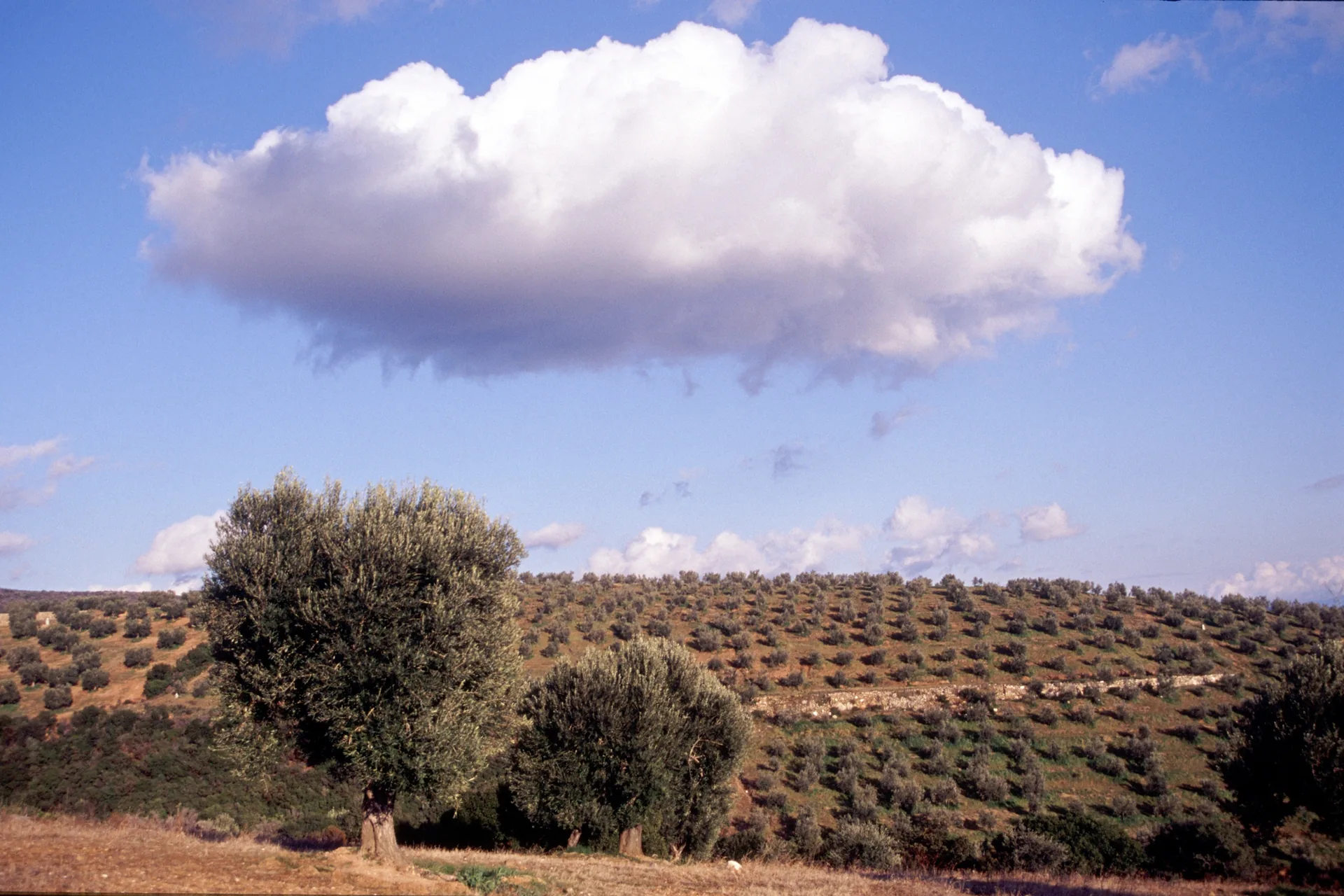 Ελαιώνας με σύννεφα