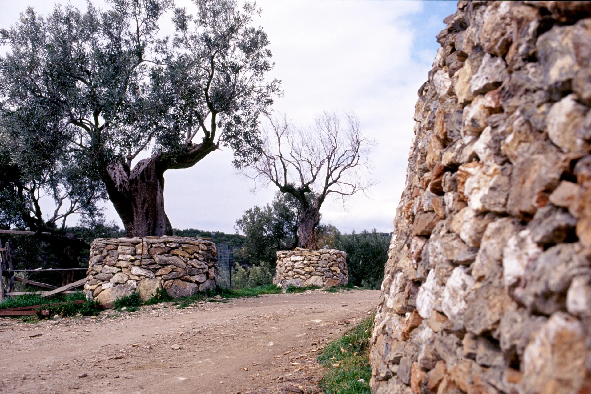 Πέτρινοι τοίχοι ελαιώνα