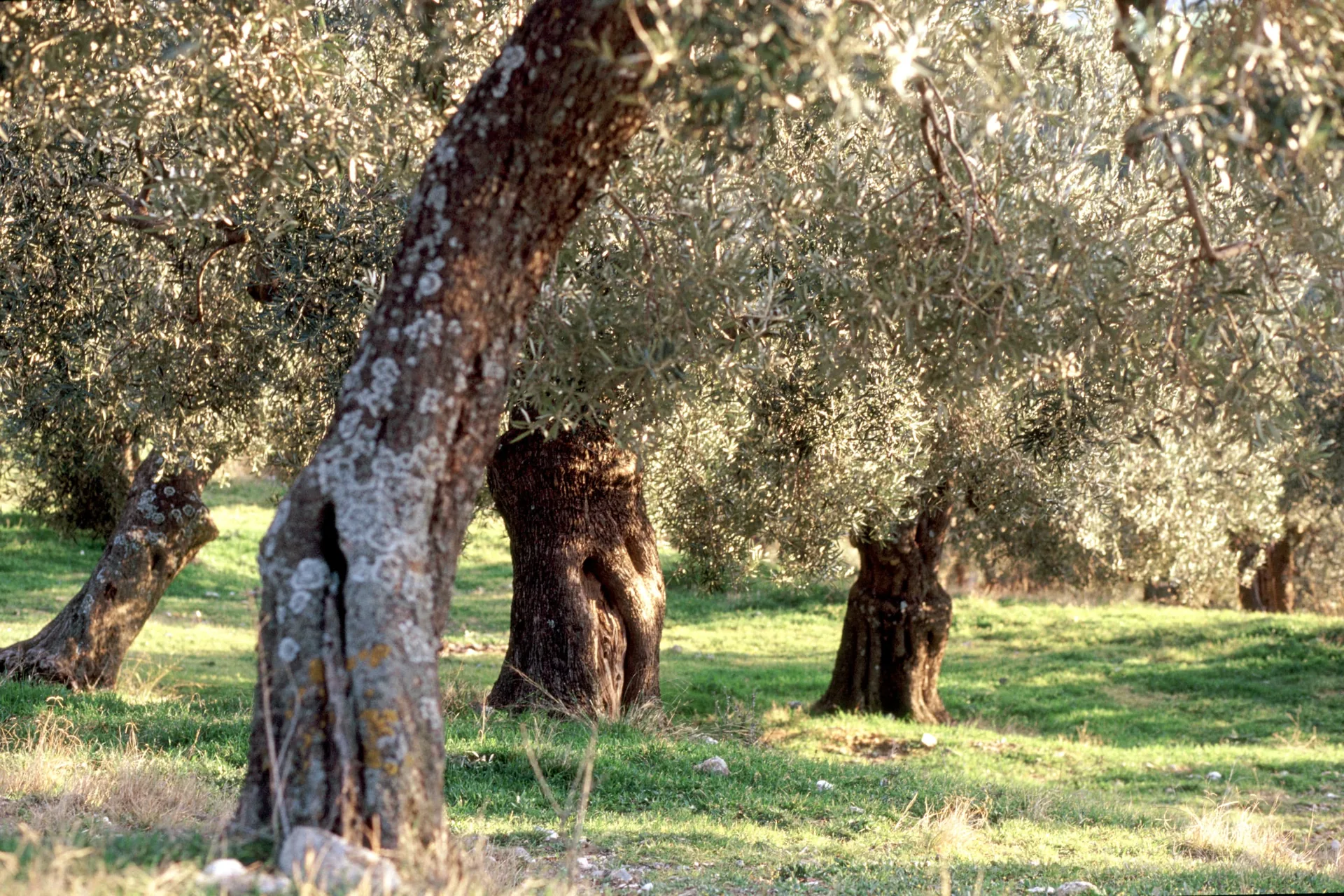 Αιωνόβιες ελιές